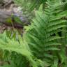 Fotografia 13 da espécie Athyrium filix-femina do Jardim Botânico UTAD