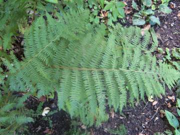 Fotografia da espécie Athyrium filix-femina