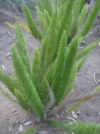 Fotografia da espécie Asparagus densiflorus