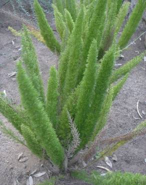 Fotografia 7 da espécie Asparagus densiflorus no Jardim Botânico UTAD