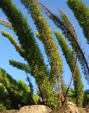 Fotografia 8 da espécie Asparagus densiflorus no Jardim Botânico UTAD