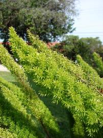 Fotografia da espécie Asparagus densiflorus