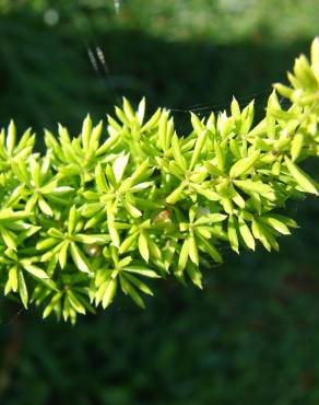 Fotografia 10 da espécie Asparagus densiflorus no Jardim Botânico UTAD