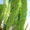 Fotografia 11 da espécie Asparagus densiflorus do Jardim Botânico UTAD