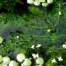 Fotografia 10 da espécie Ceratophyllum demersum do Jardim Botânico UTAD