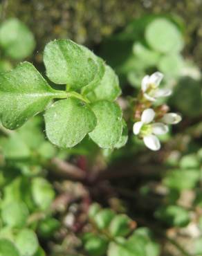 Fotografia 9 da espécie Cardamine hirsuta no Jardim Botânico UTAD