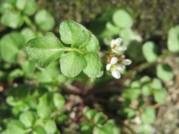 Fotografia da espécie Cardamine hirsuta