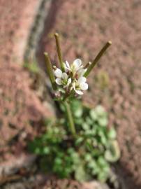 Fotografia da espécie Cardamine hirsuta