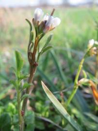 Fotografia da espécie Cardamine hirsuta