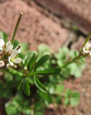 Fotografia 12 da espécie Cardamine hirsuta no Jardim Botânico UTAD