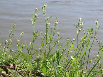 Fotografia da espécie Cardamine hirsuta