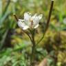 Fotografia 14 da espécie Cardamine hirsuta do Jardim Botânico UTAD