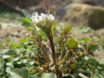 Fotografia da espécie Cardamine hirsuta