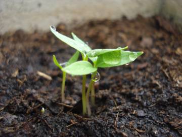 Fotografia da espécie Capsicum annuum