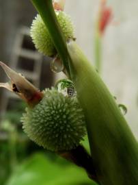 Fotografia da espécie Canna x generalis