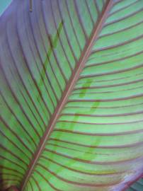 Fotografia da espécie Canna x generalis