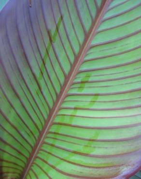 Fotografia 3 da espécie Canna x generalis no Jardim Botânico UTAD