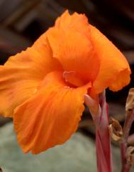 Canna x generalis