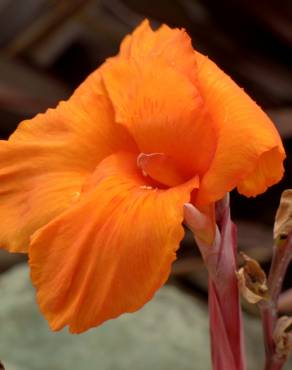 Fotografia 1 da espécie Canna x generalis no Jardim Botânico UTAD