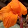 Fotografia 1 da espécie Canna x generalis do Jardim Botânico UTAD