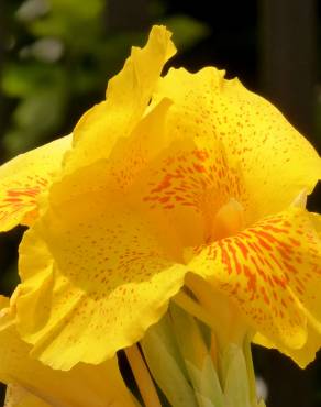 Fotografia 4 da espécie Canna x generalis no Jardim Botânico UTAD