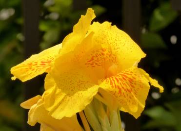 Fotografia da espécie Canna x generalis