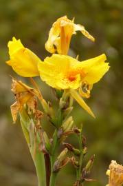 Fotografia da espécie Canna x generalis