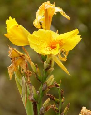 Fotografia 5 da espécie Canna x generalis no Jardim Botânico UTAD