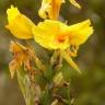 Fotografia 5 da espécie Canna x generalis do Jardim Botânico UTAD