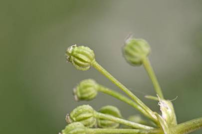 Fotografia da espécie Conium maculatum