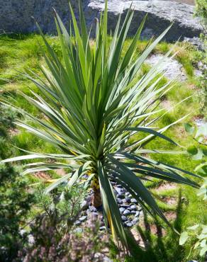 Fotografia 8 da espécie Cordyline australis no Jardim Botânico UTAD