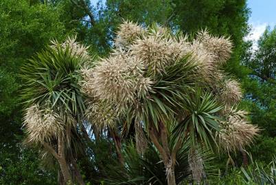 Fotografia da espécie Cordyline australis