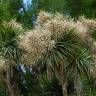 Fotografia 9 da espécie Cordyline australis do Jardim Botânico UTAD