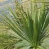 Fotografia 10 da espécie Cordyline australis do Jardim Botânico UTAD