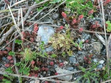 Fotografia da espécie Trifolium suffocatum