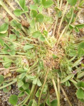 Fotografia 6 da espécie Trifolium suffocatum no Jardim Botânico UTAD