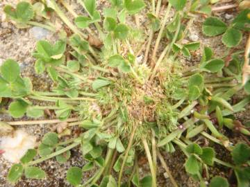 Fotografia da espécie Trifolium suffocatum