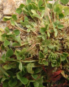 Fotografia 7 da espécie Trifolium suffocatum no Jardim Botânico UTAD