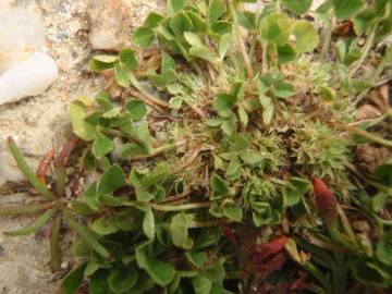 Fotografia da espécie Trifolium suffocatum
