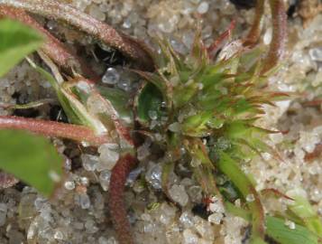 Fotografia da espécie Trifolium suffocatum