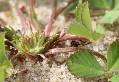 Fotografia da espécie Trifolium suffocatum