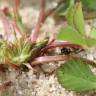 Fotografia 9 da espécie Trifolium suffocatum do Jardim Botânico UTAD