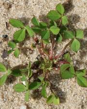 Fotografia da espécie Trifolium suffocatum