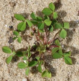 Fotografia da espécie Trifolium suffocatum