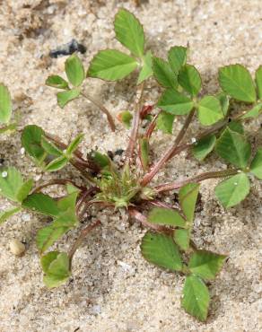 Fotografia 10 da espécie Trifolium suffocatum no Jardim Botânico UTAD