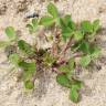 Fotografia 10 da espécie Trifolium suffocatum do Jardim Botânico UTAD