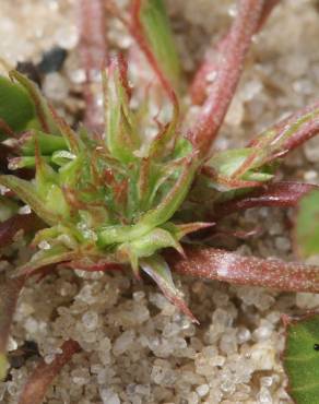 Fotografia 11 da espécie Trifolium suffocatum no Jardim Botânico UTAD