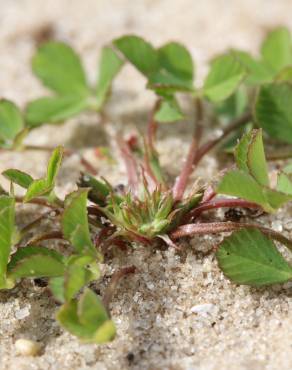 Fotografia 12 da espécie Trifolium suffocatum no Jardim Botânico UTAD