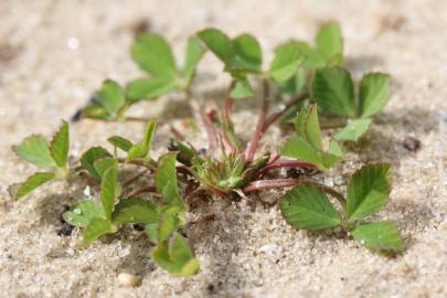 Fotografia da espécie Trifolium suffocatum