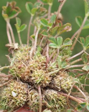 Fotografia 13 da espécie Trifolium suffocatum no Jardim Botânico UTAD